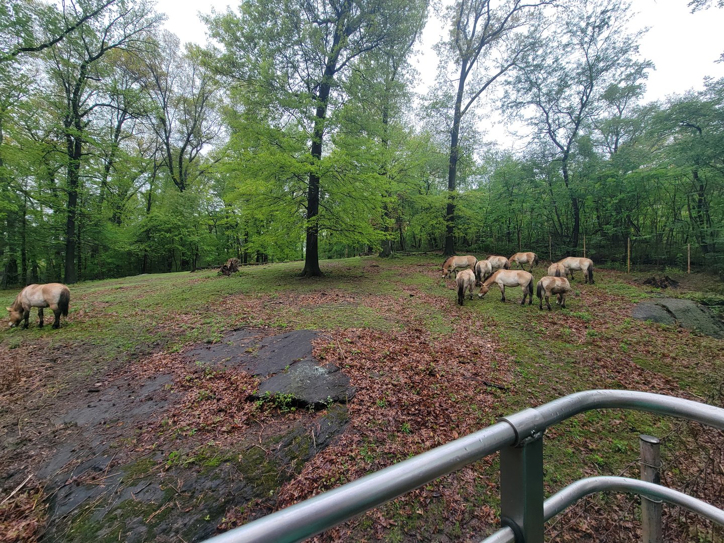 Bronx - Monorail, Przewalski's horses