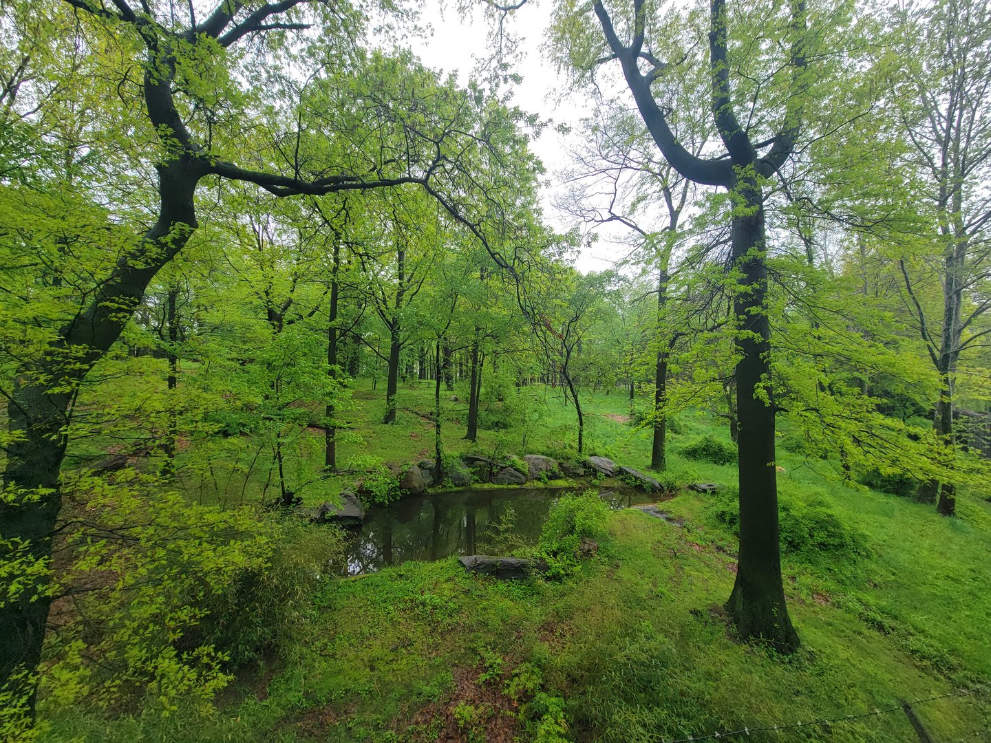 Bronx - Monorail, Tiger yard