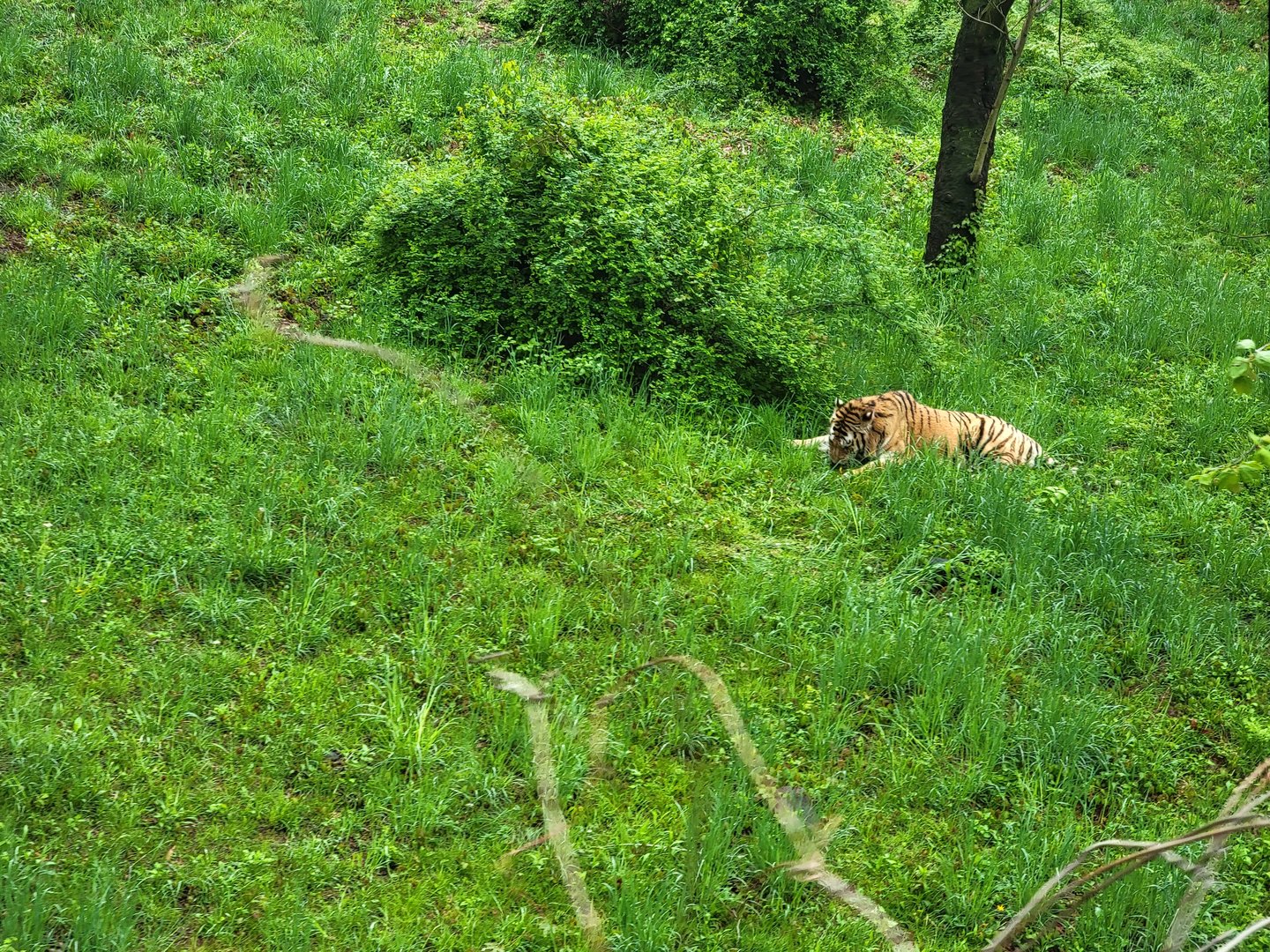 Bronx - Monorail, Tiger