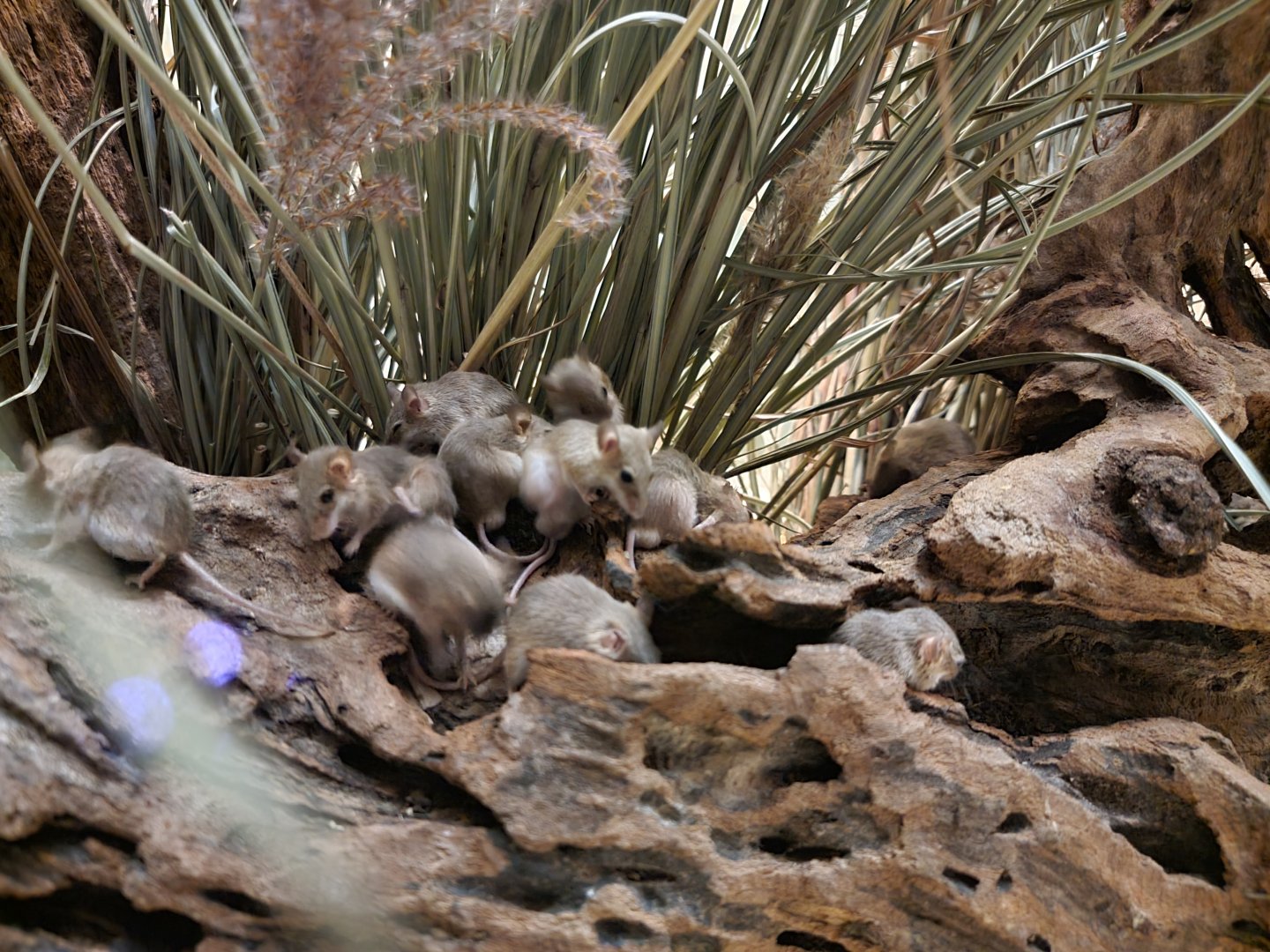 Bronx - Mouse House - African Pygmy Mice