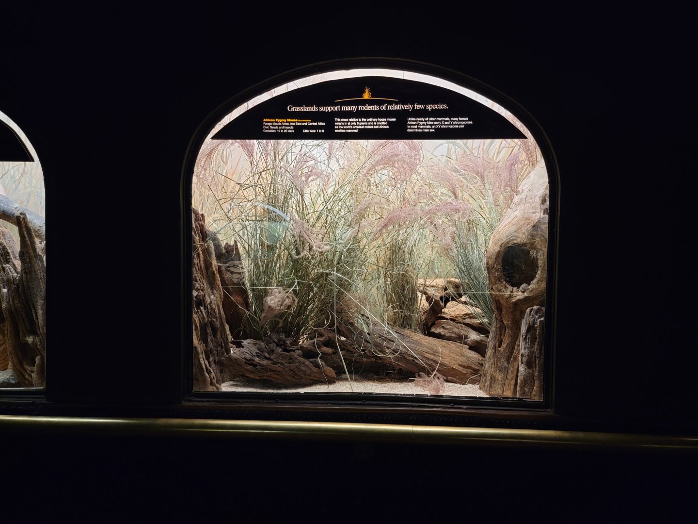 Bronx - Mouse House - African Pygmy Mouse