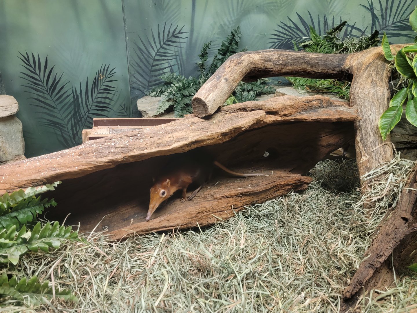 Bronx - Mouse House, Black and rufous elephant shrews