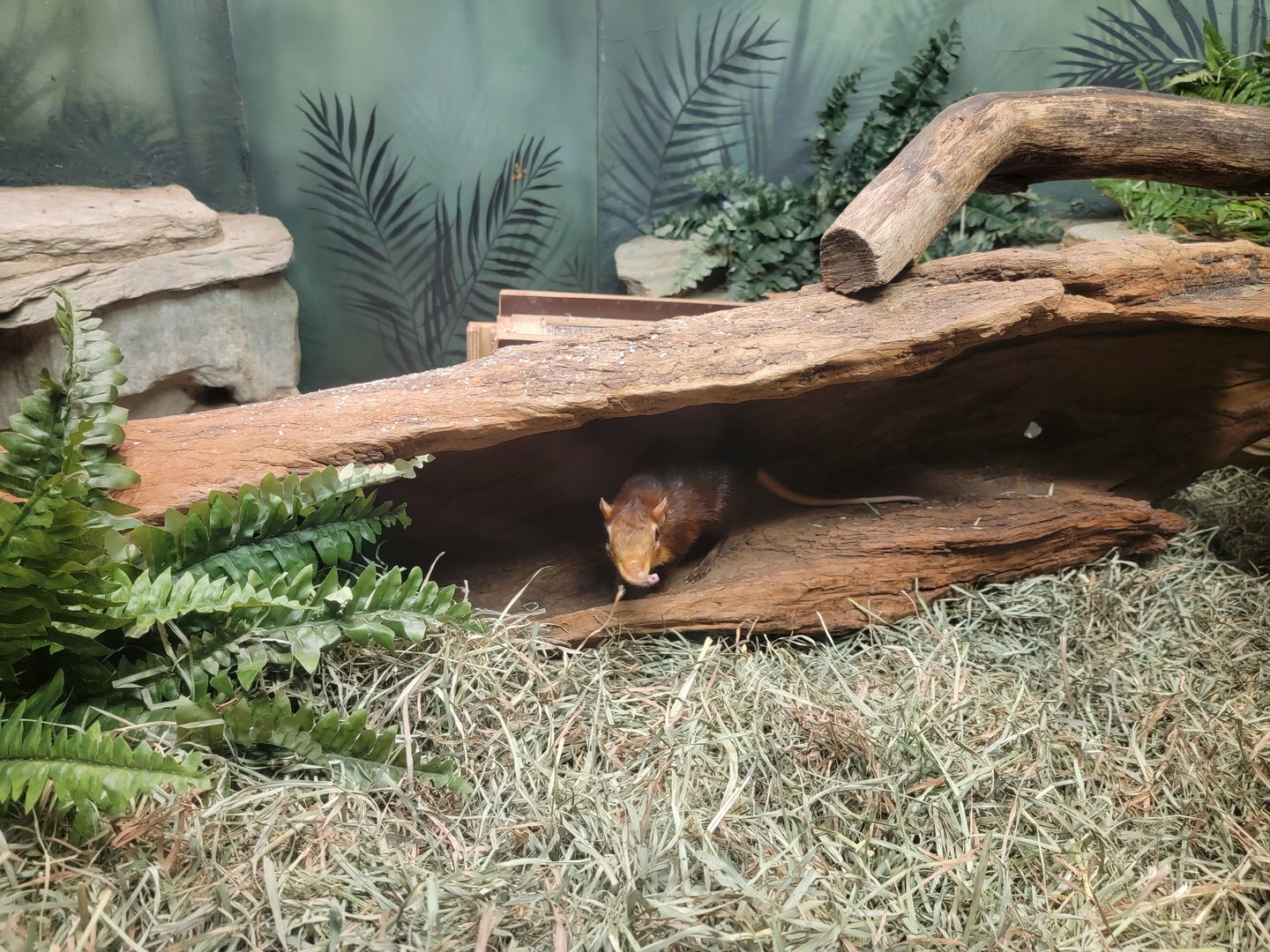 Bronx - Mouse House, Black and rufous elephant shrews