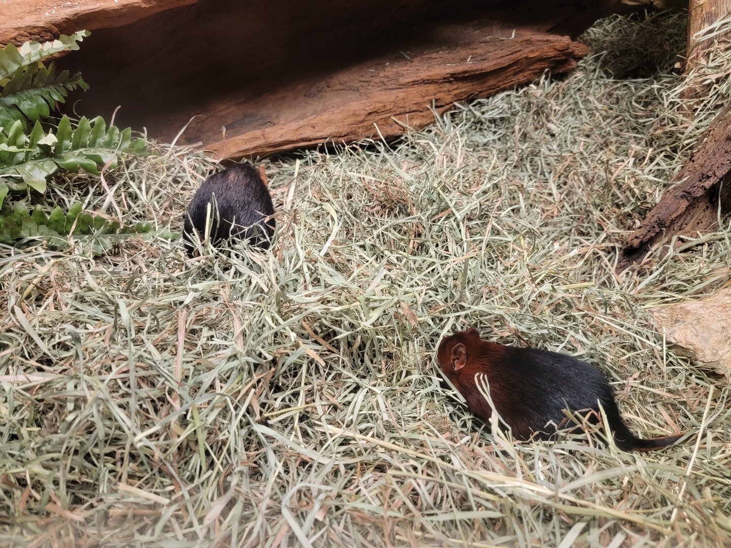 Bronx - Mouse House, Black and rufous elephant shrews