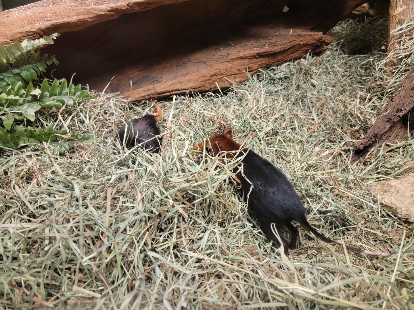 Bronx - Mouse House, Black and rufous elephant shrews