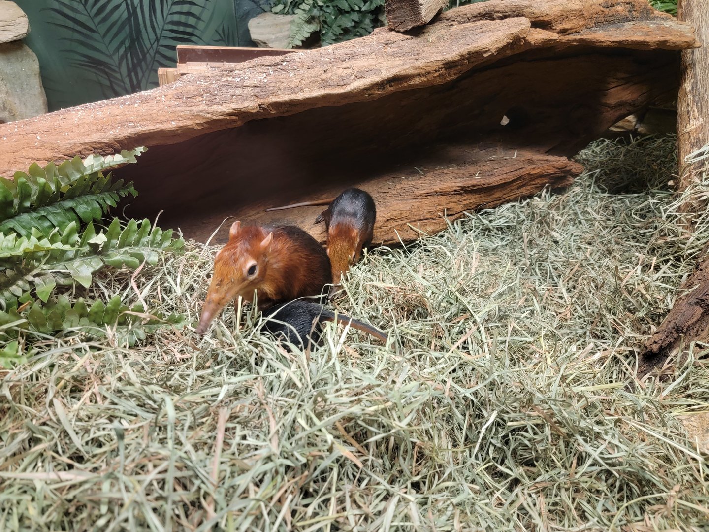 Bronx - Mouse House, Black and rufous elephant shrews