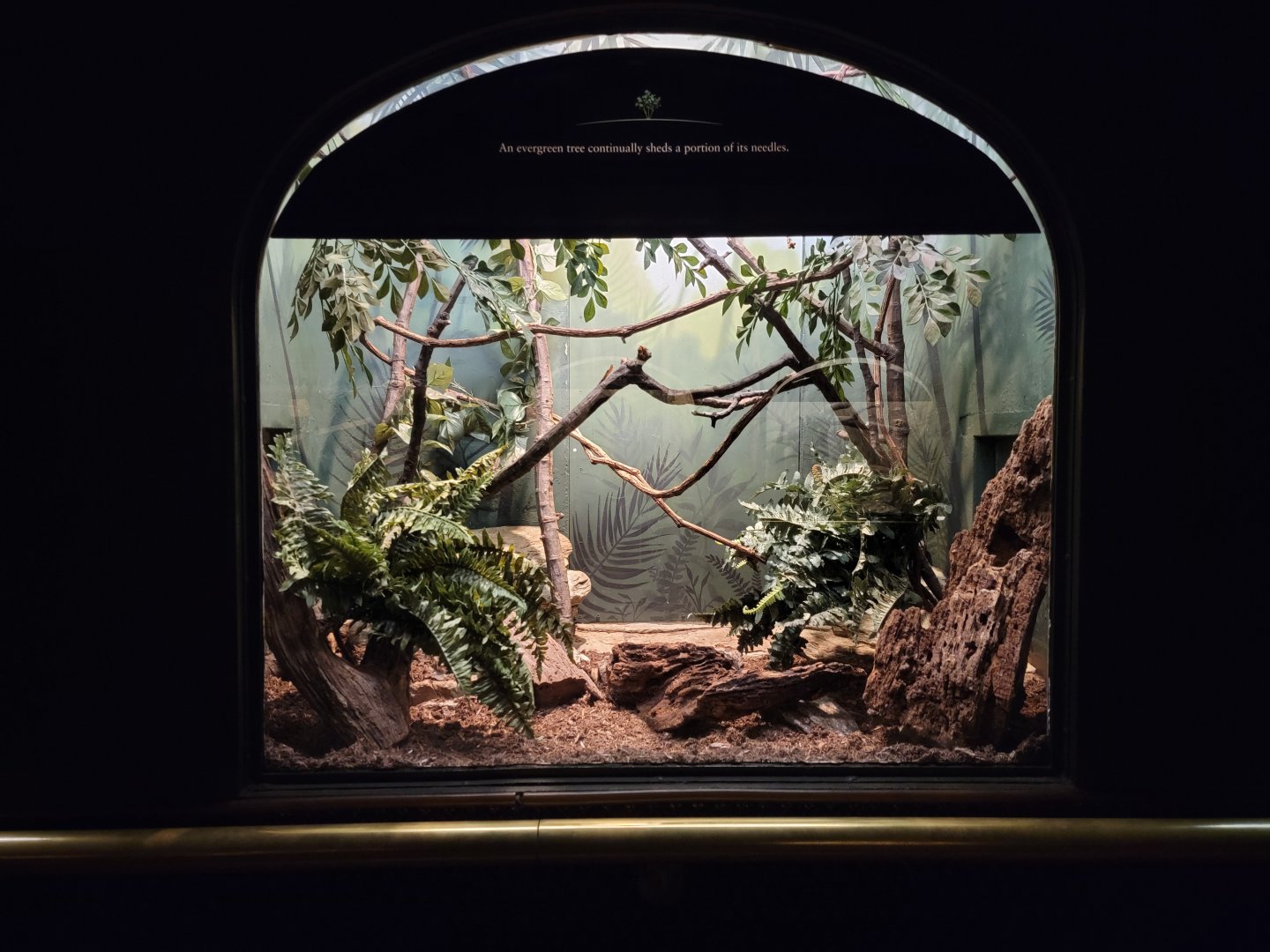 Bronx - Mouse House - Black & Rufous Elephant Shrew, connected