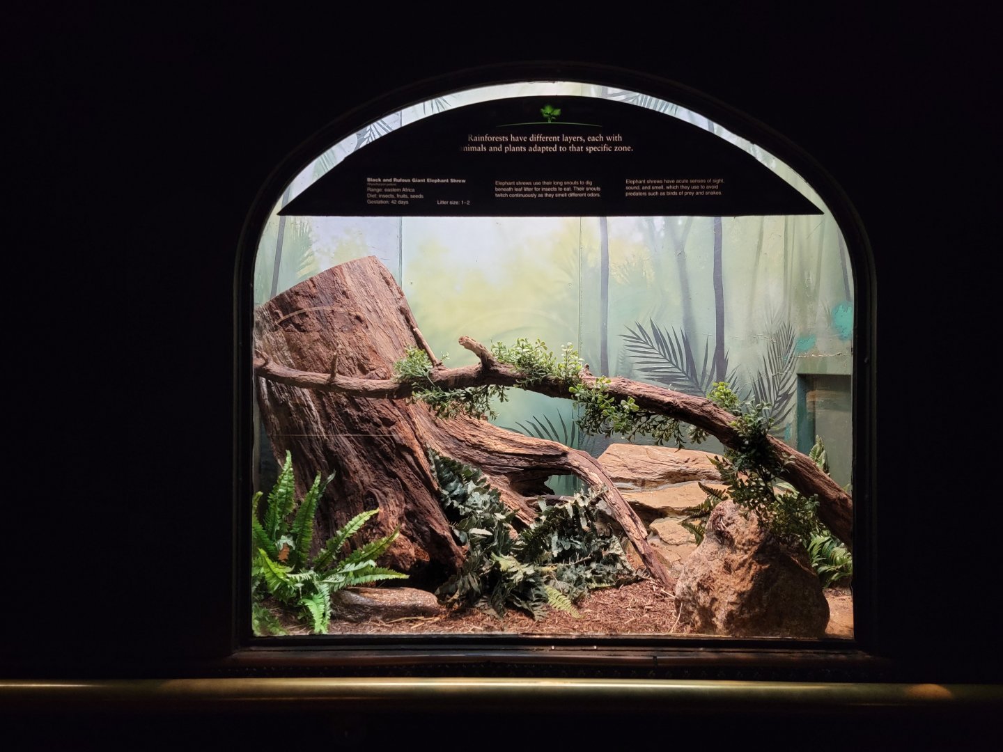 Bronx - Mouse House - Black & Rufous Elephant Shrew, connected