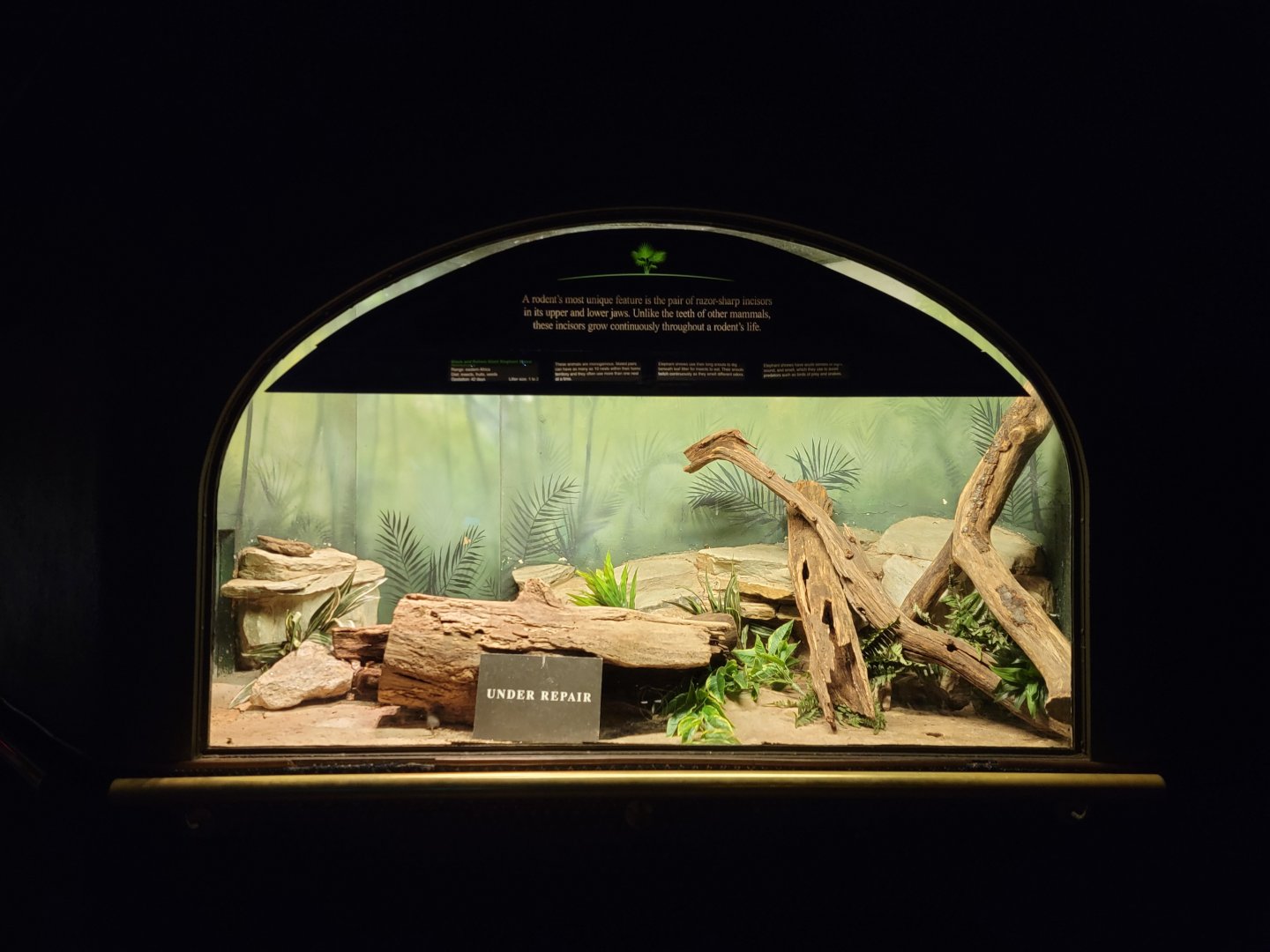 Bronx - Mouse House - Black & Rufous Elephant Shrew, under repair