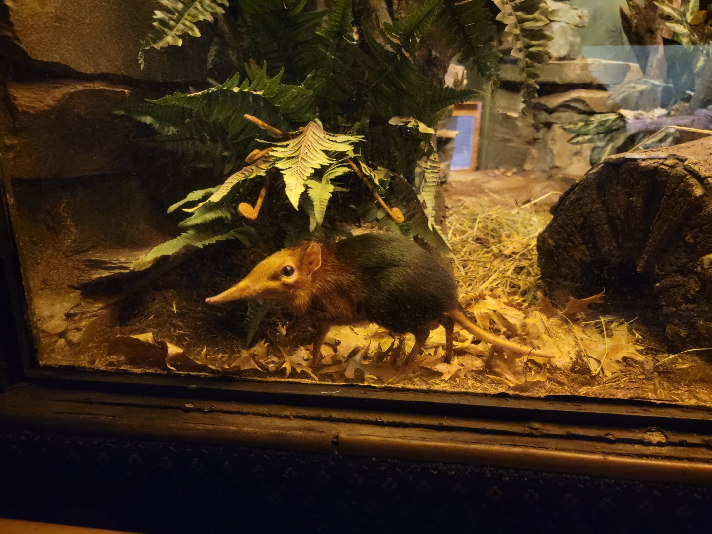 Bronx - Mouse House - Black & Rufous Elephant Shrew