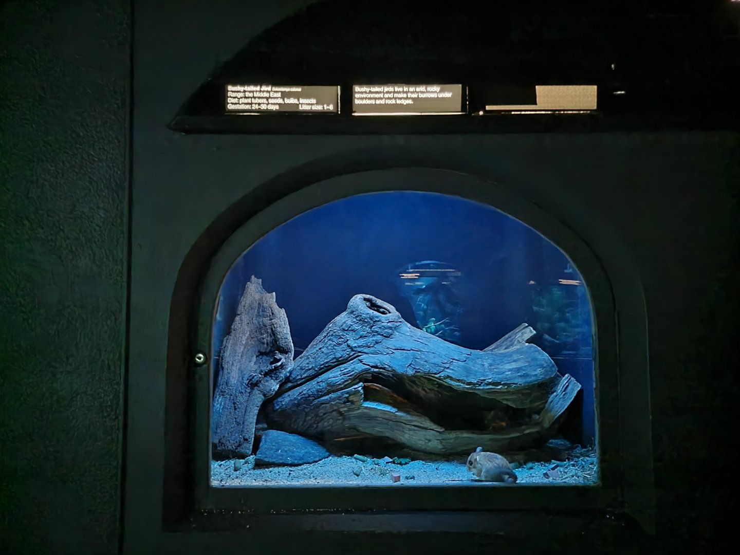 Bronx - Mouse House - Bushy-tailed Jird