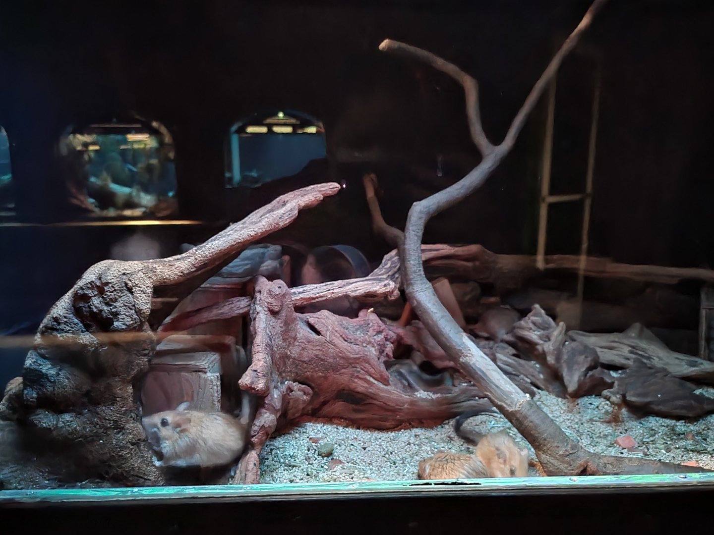 Bronx - Mouse House - Bushy-tailed Jird