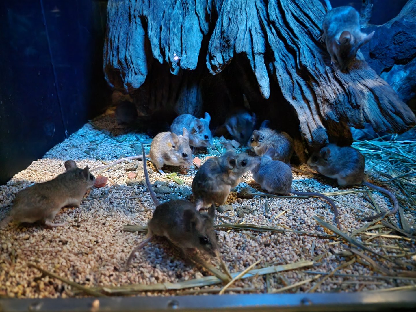 Bronx - Mouse House - Cactus Mice