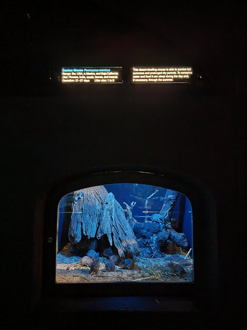 Bronx - Mouse House - Cactus Mouse