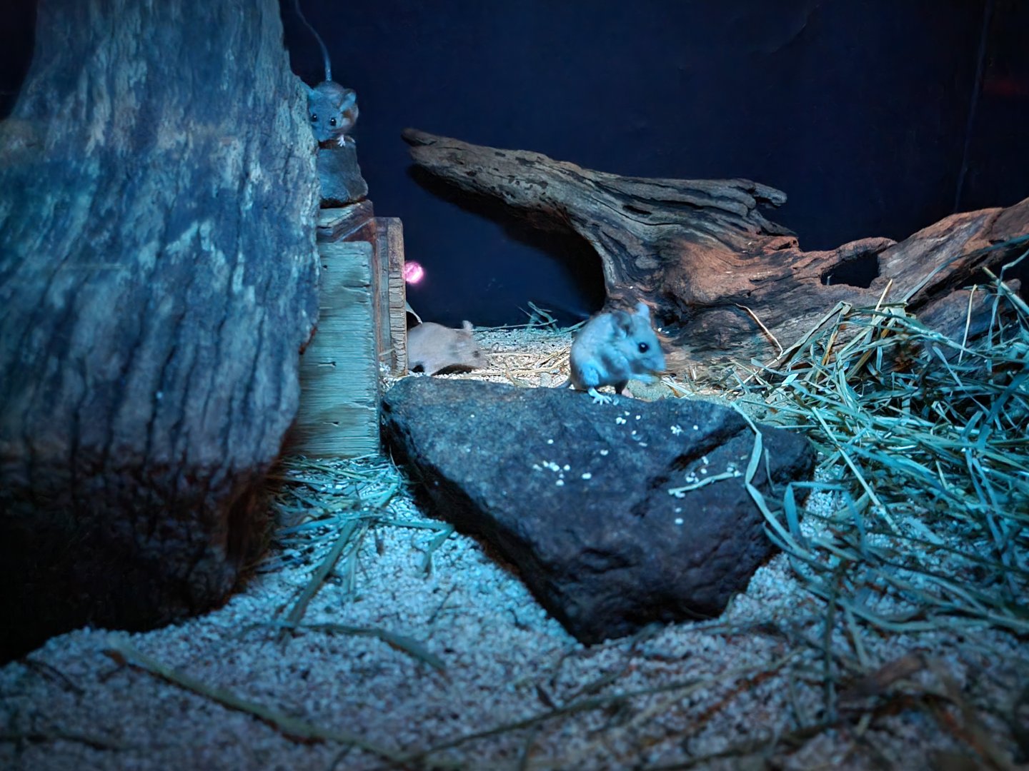 Bronx - Mouse House - Cactus Mouse