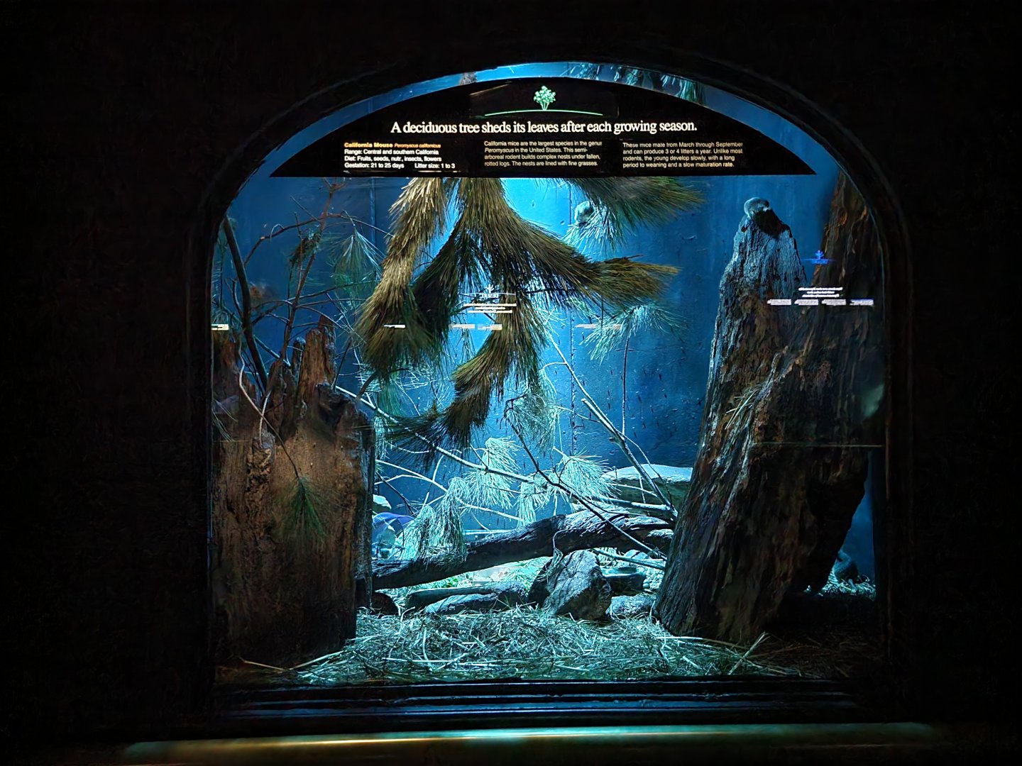 Bronx - Mouse House - California Mouse