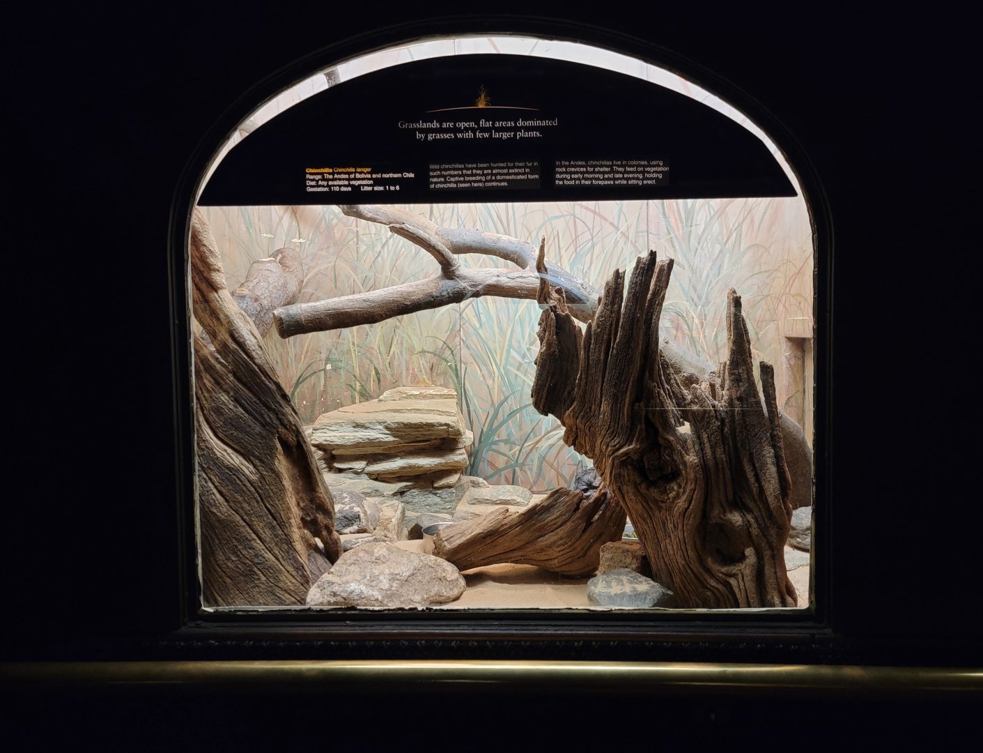 Bronx - Mouse House - Chinchilla