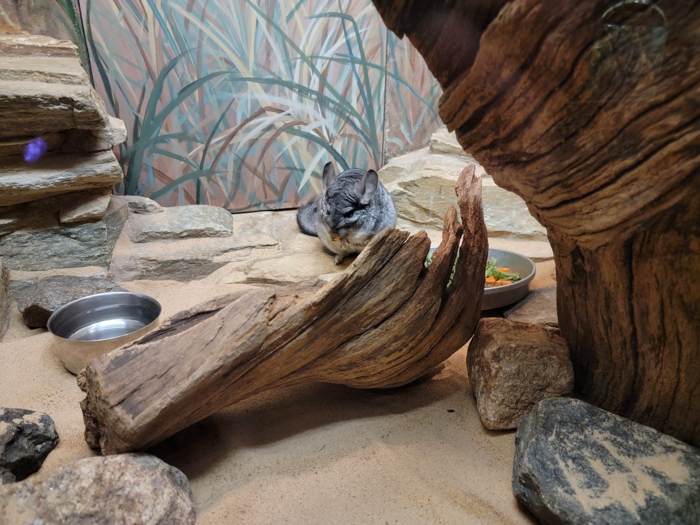 Bronx - Mouse House - Chinchilla