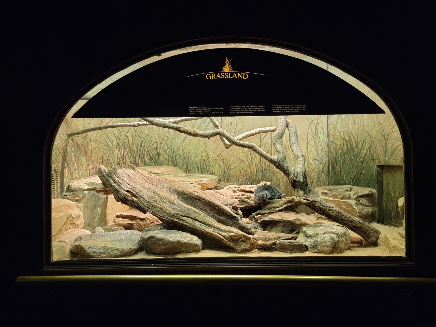 Bronx - Mouse House - Chinchilla