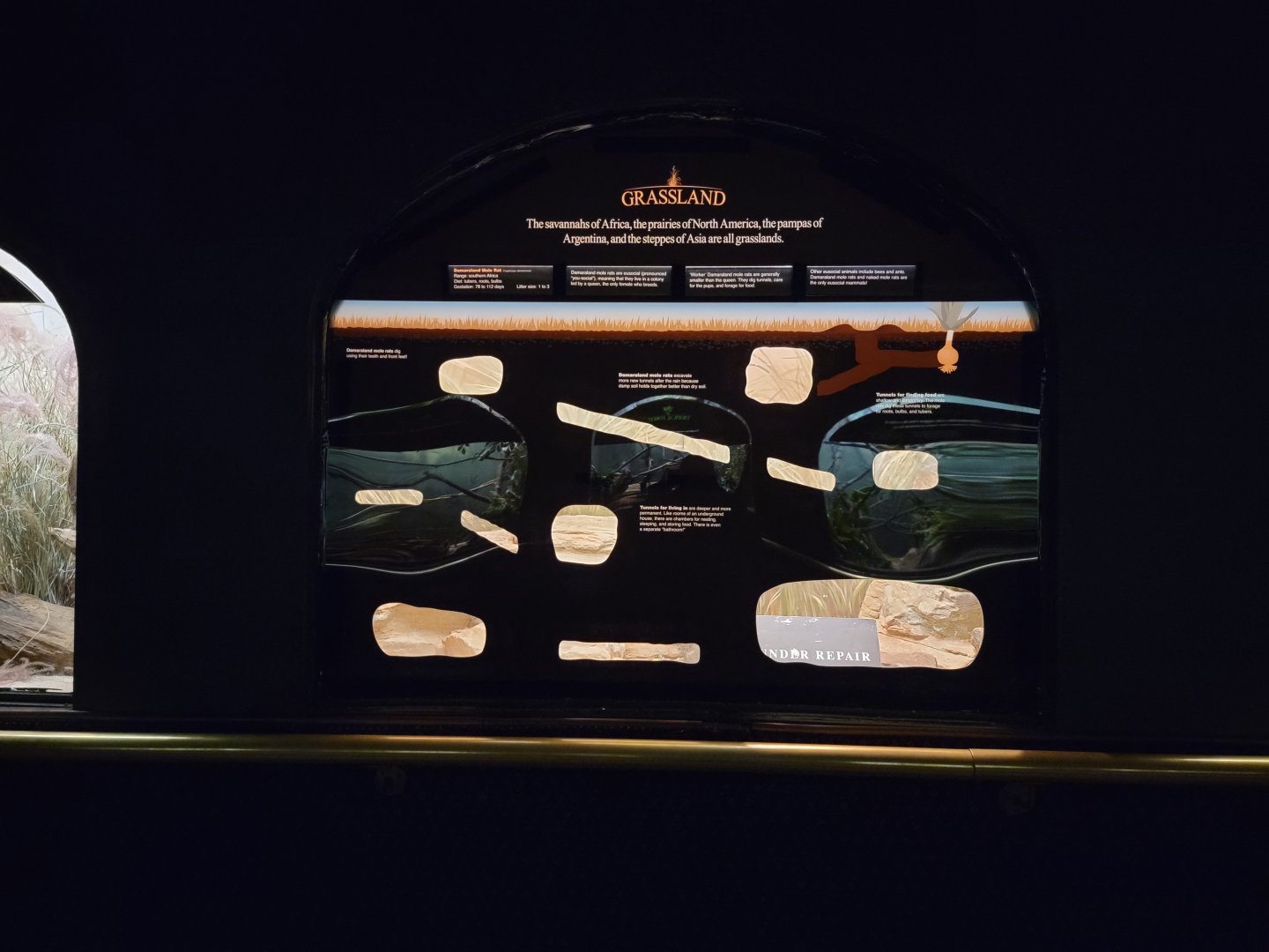 Bronx - Mouse House - Damaraland Mole Rat, under repair