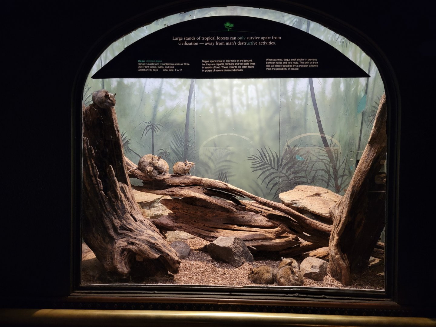 Bronx - Mouse House - Degu