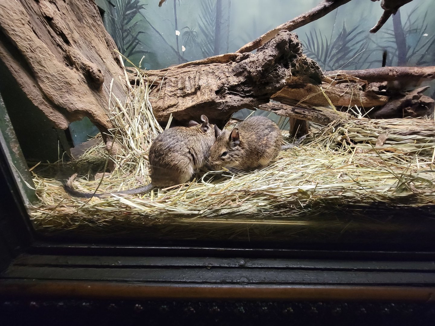 Bronx - Mouse House, Degus