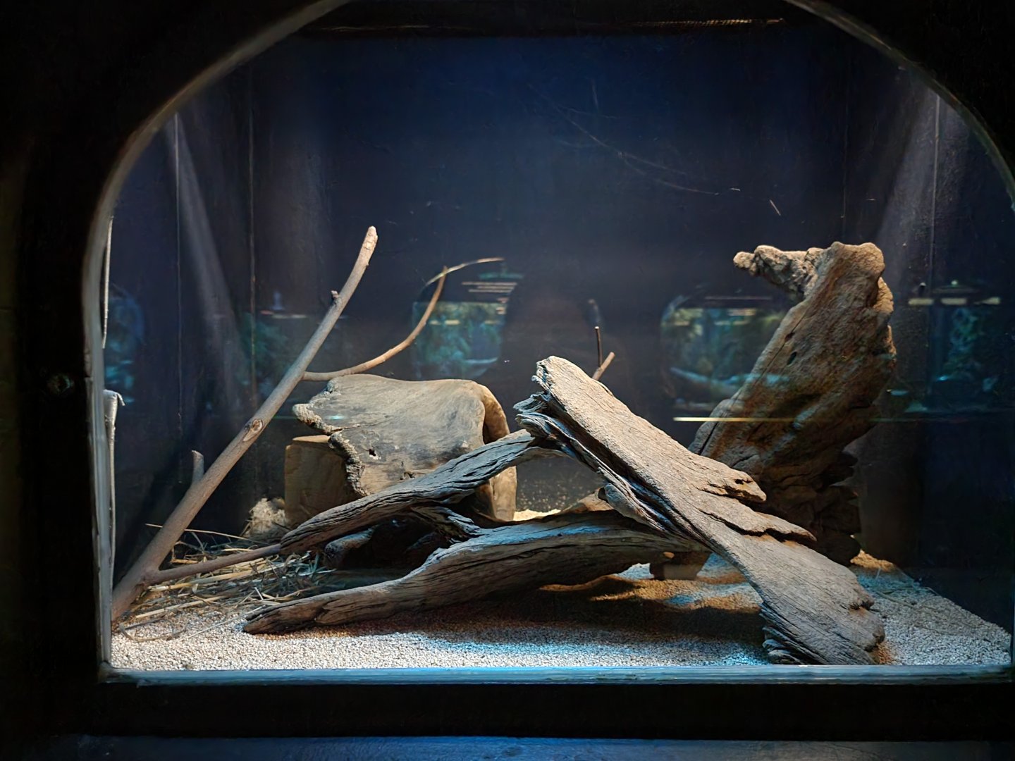 Bronx - Mouse House - Desert Jerboa