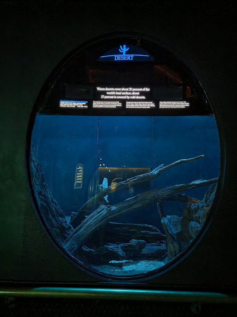 Bronx - Mouse House - Egyptian Spiny Mouse