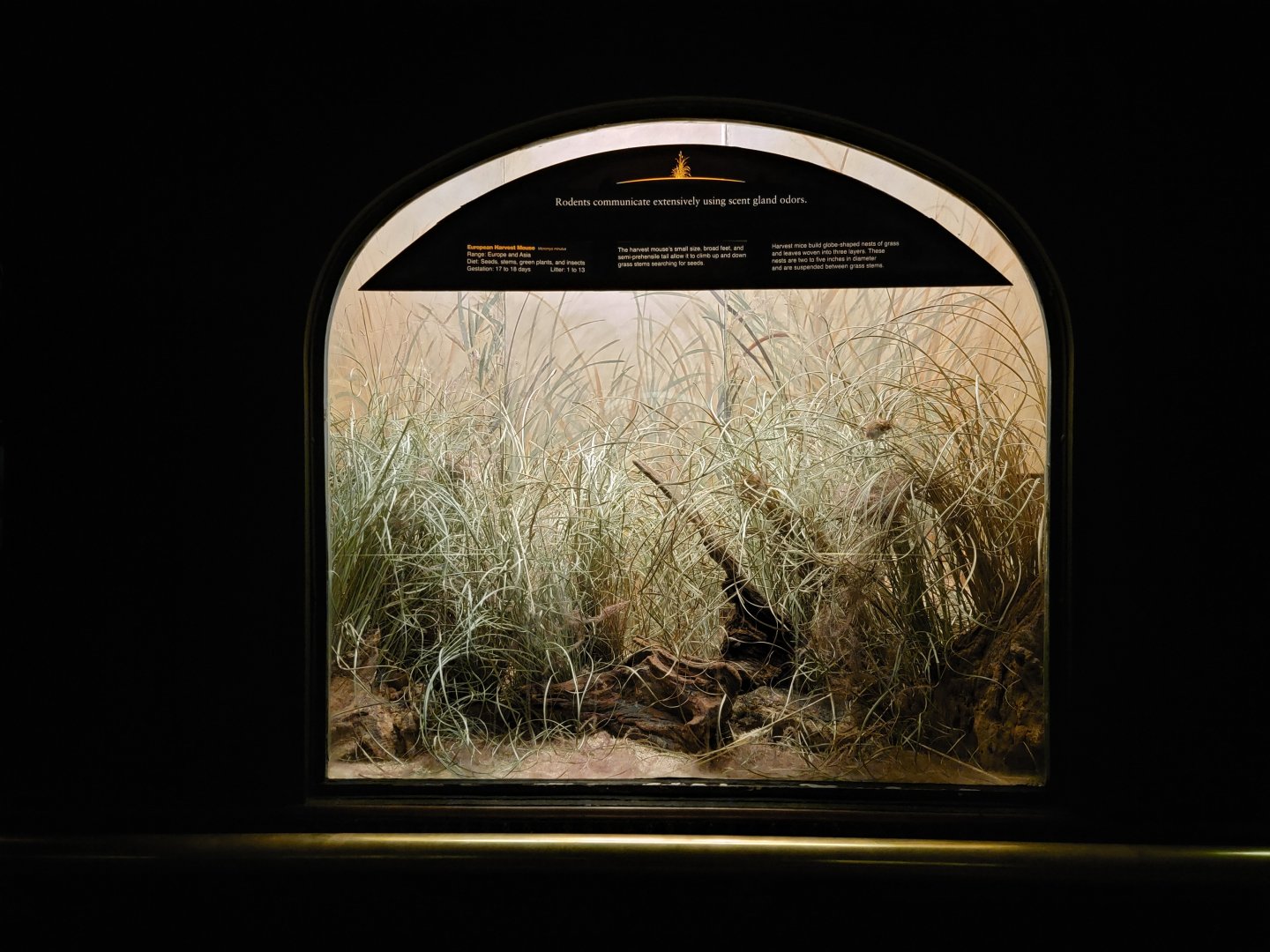 Bronx - Mouse House - European Harvest Mouse