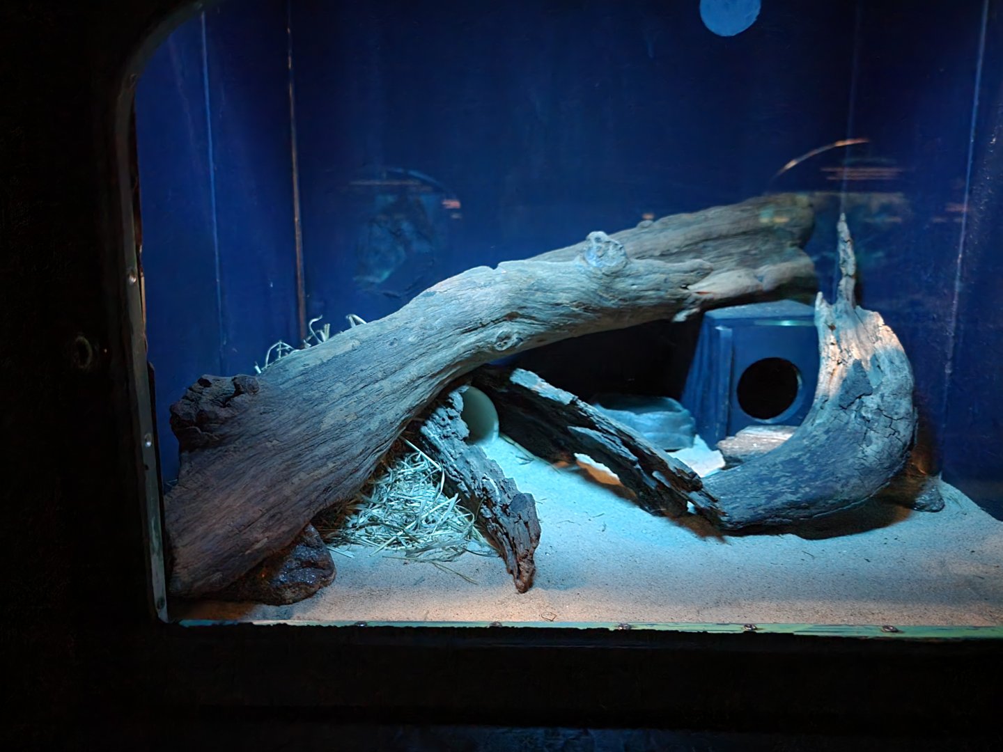 Bronx - Mouse House - Fat-tailed Gerbil