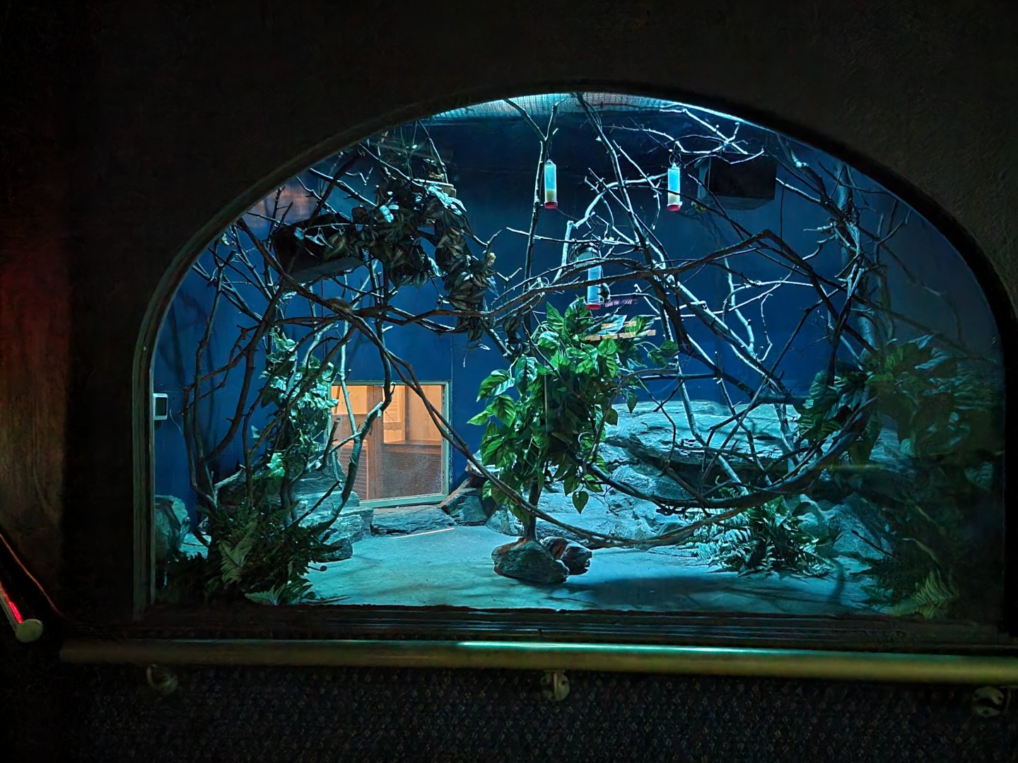 Bronx - Mouse House - Feathertail Glider