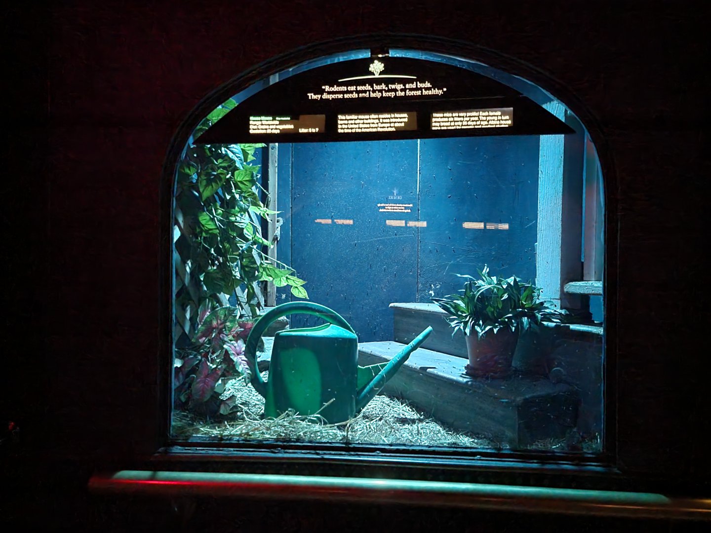 Bronx - Mouse House - House Mouse