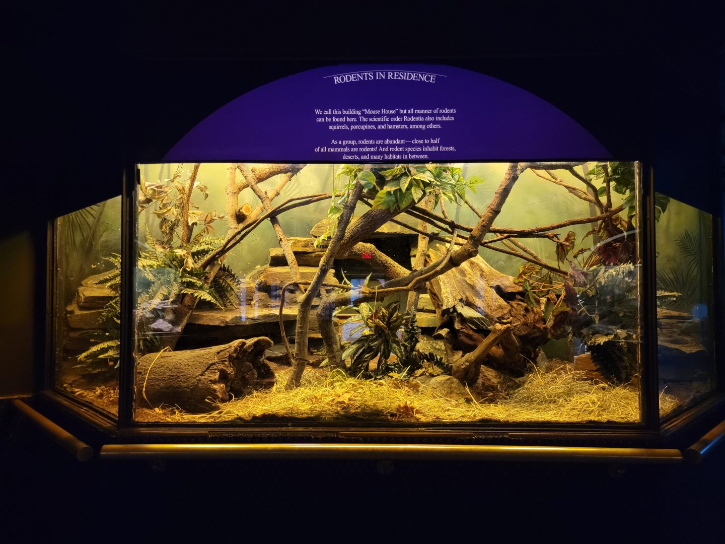 Bronx - Mouse House - In Residence exhibit, currently holding B&R Elephant Shrew and harvest mouse (?)