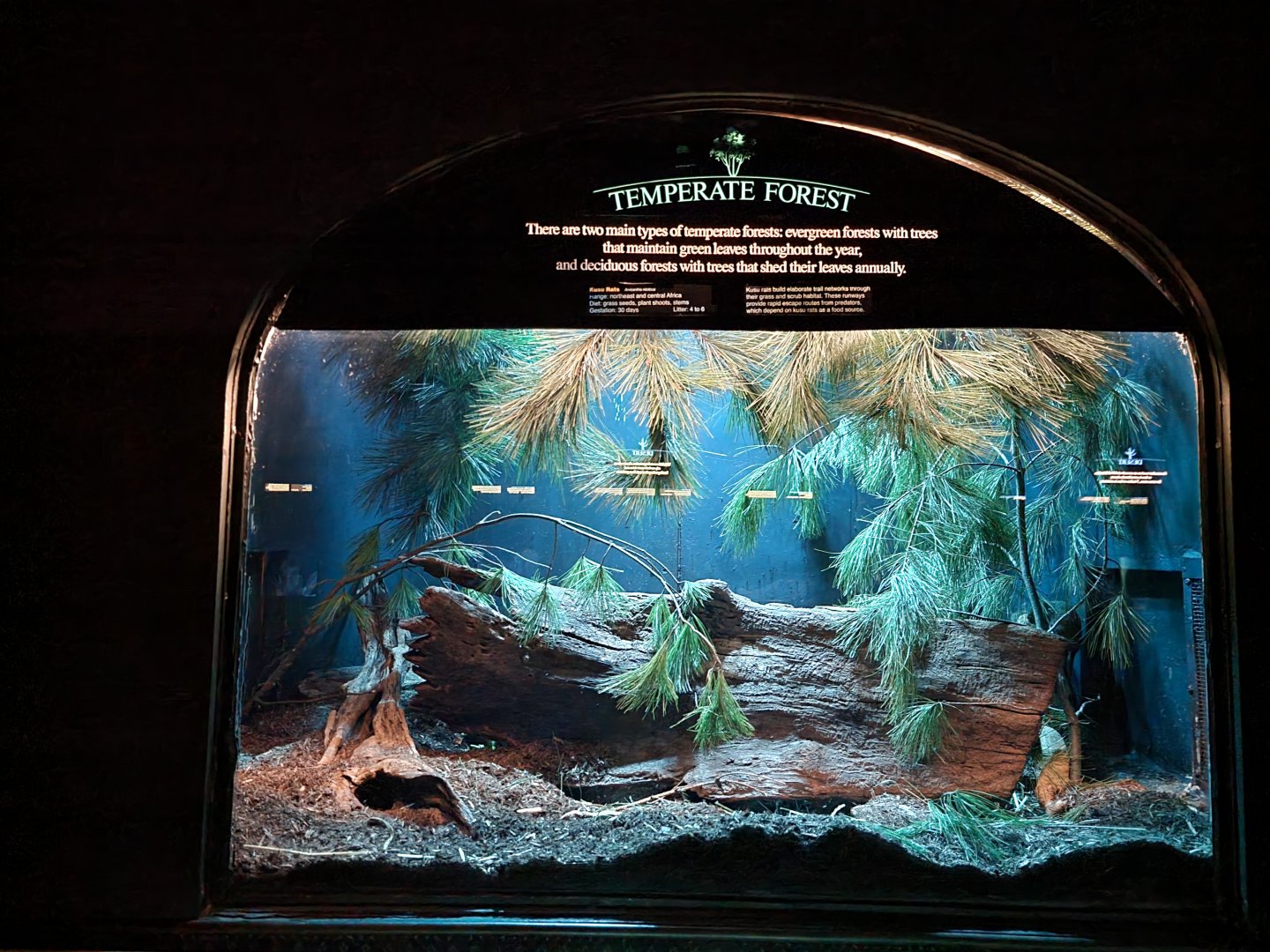 Bronx - Mouse House - Kusu Rat