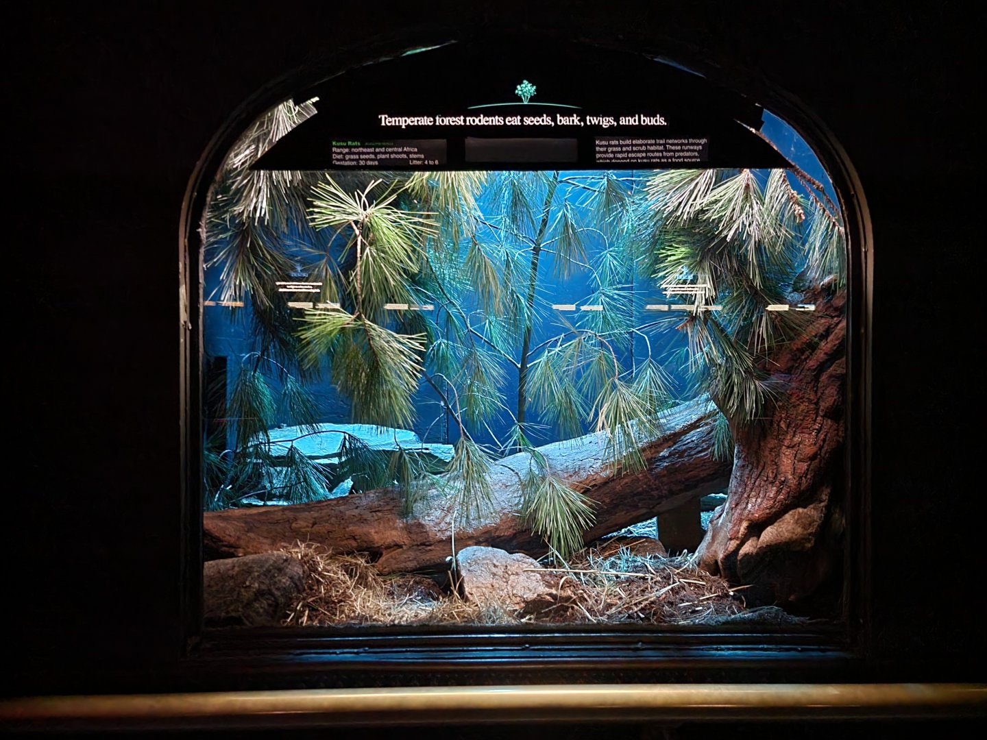 Bronx - Mouse House - Kusu Rat