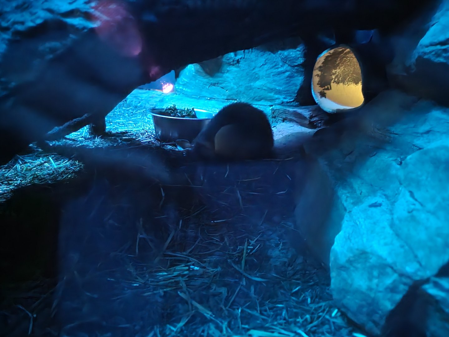 Bronx - Mouse House - Madagascar Giant Jumping Rat