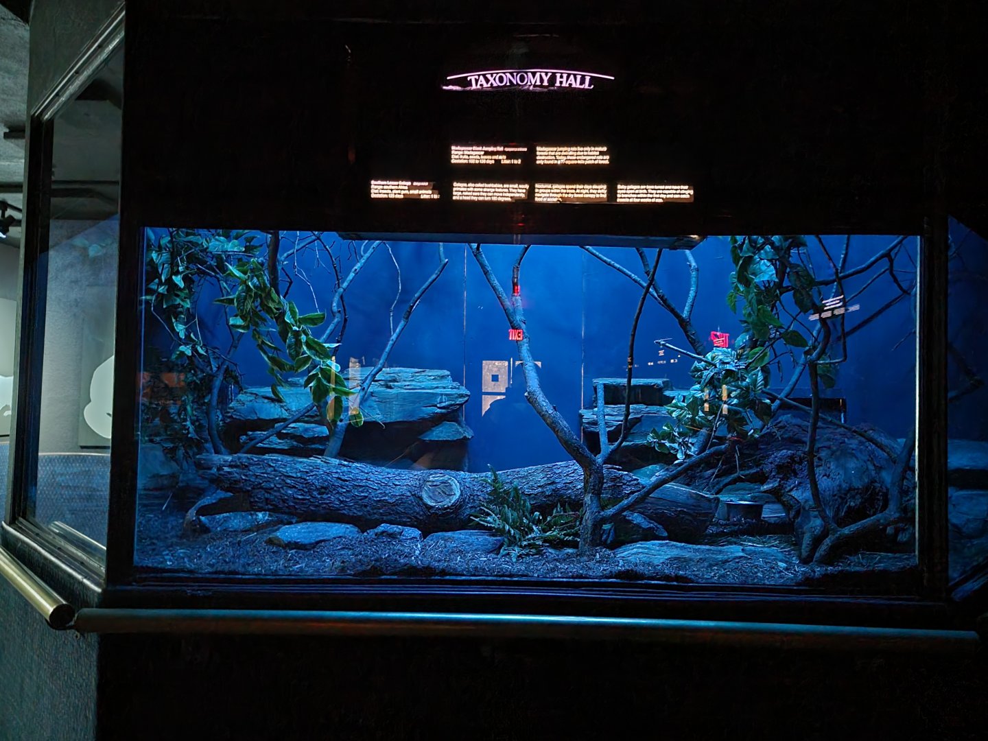 Bronx - Mouse House - Mohol Bushbaby, Madagascar Giant Jumping Rat