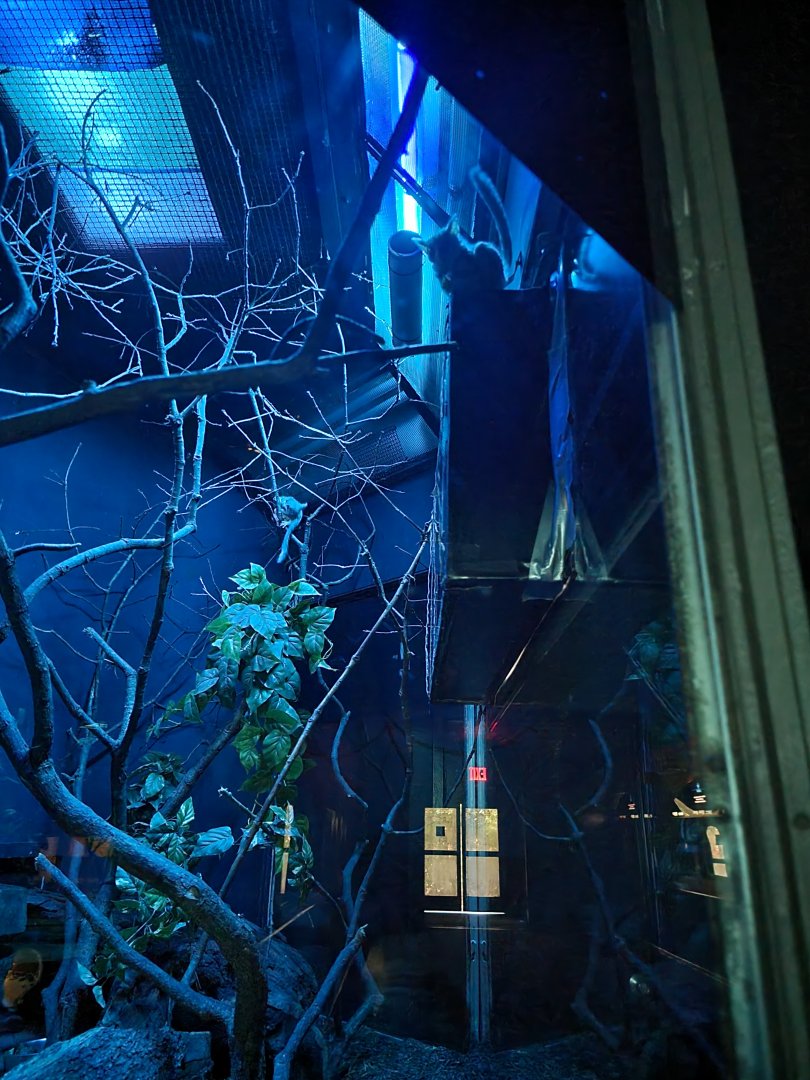 Bronx - Mouse House - Mohol Bushbaby