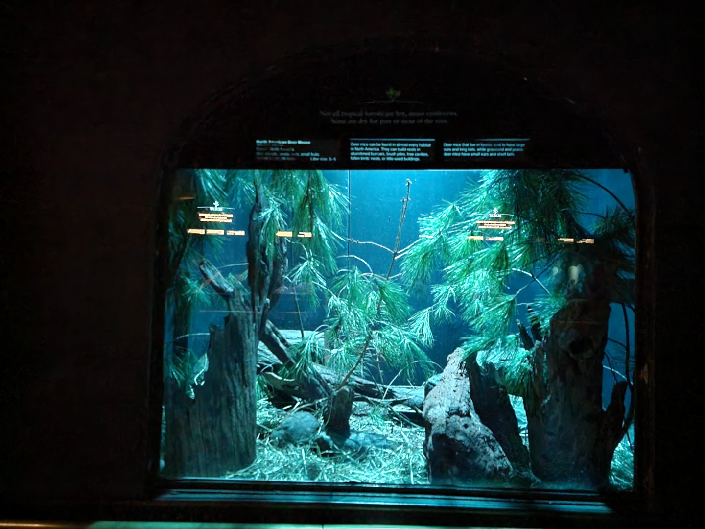 Bronx - Mouse House - North American Deer Mouse