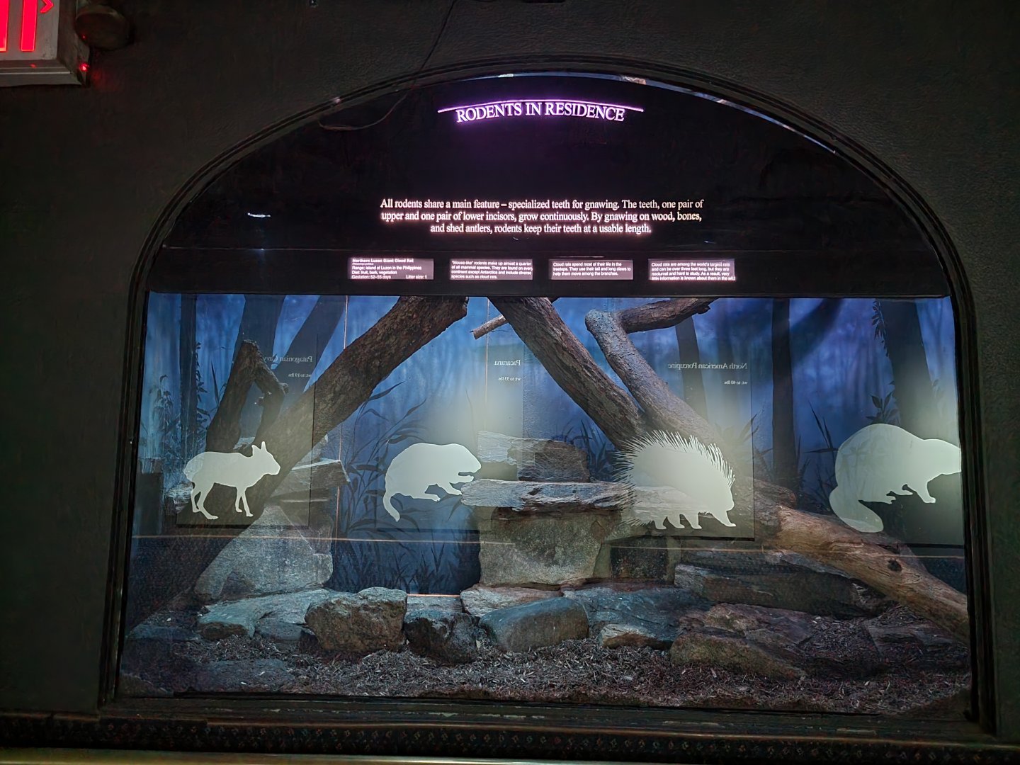 Bronx - Mouse House - Northern Luzon Cloud Rat