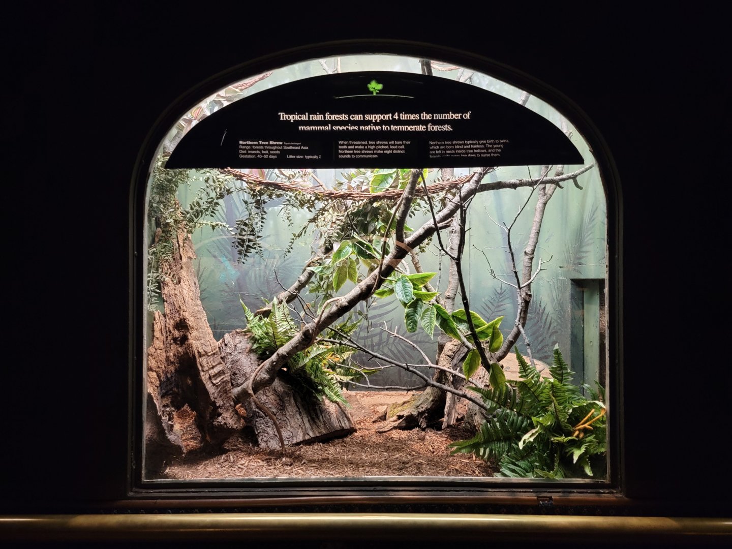 Bronx - Mouse House - Northern Tree Shrew, connected