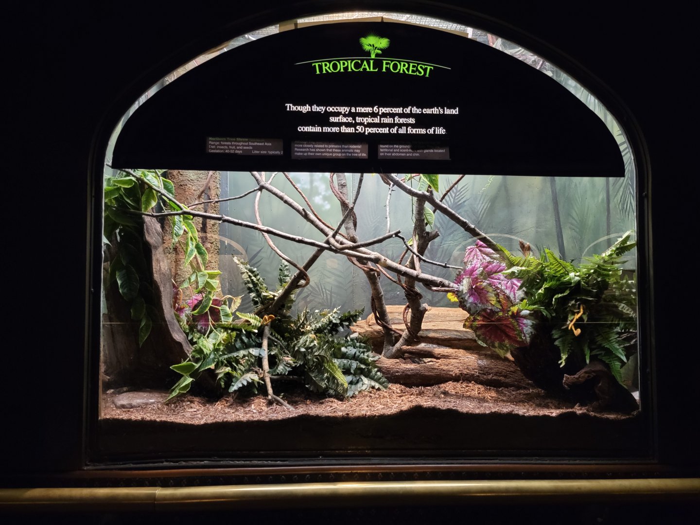 Bronx - Mouse House - Northern Tree Shrew, connected