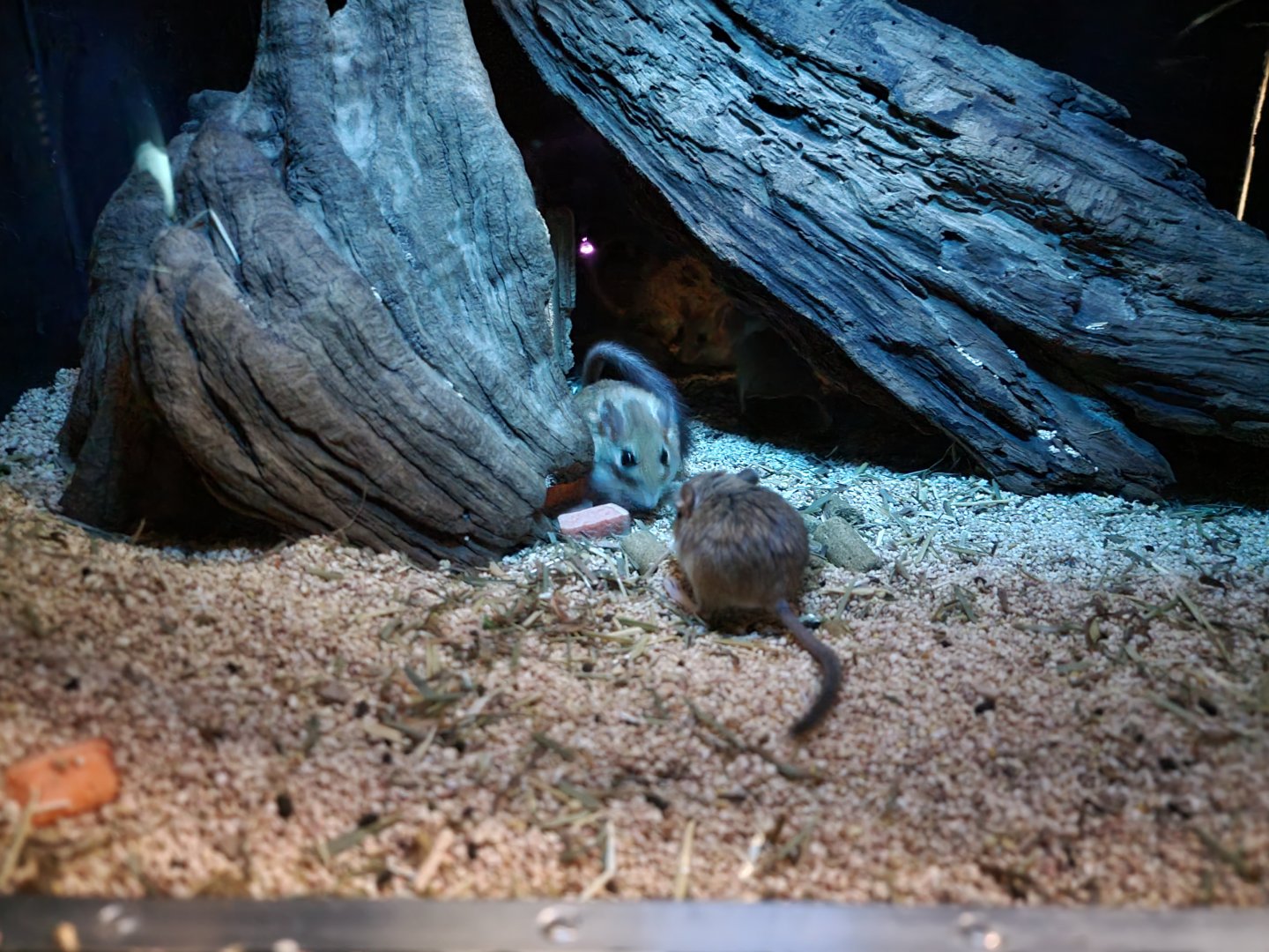 Bronx - Mouse House - Pallid Gerbil