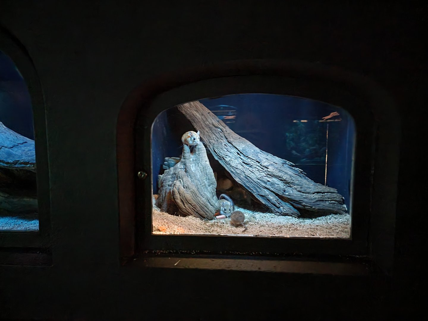 Bronx - Mouse House - Pallid Gerbil