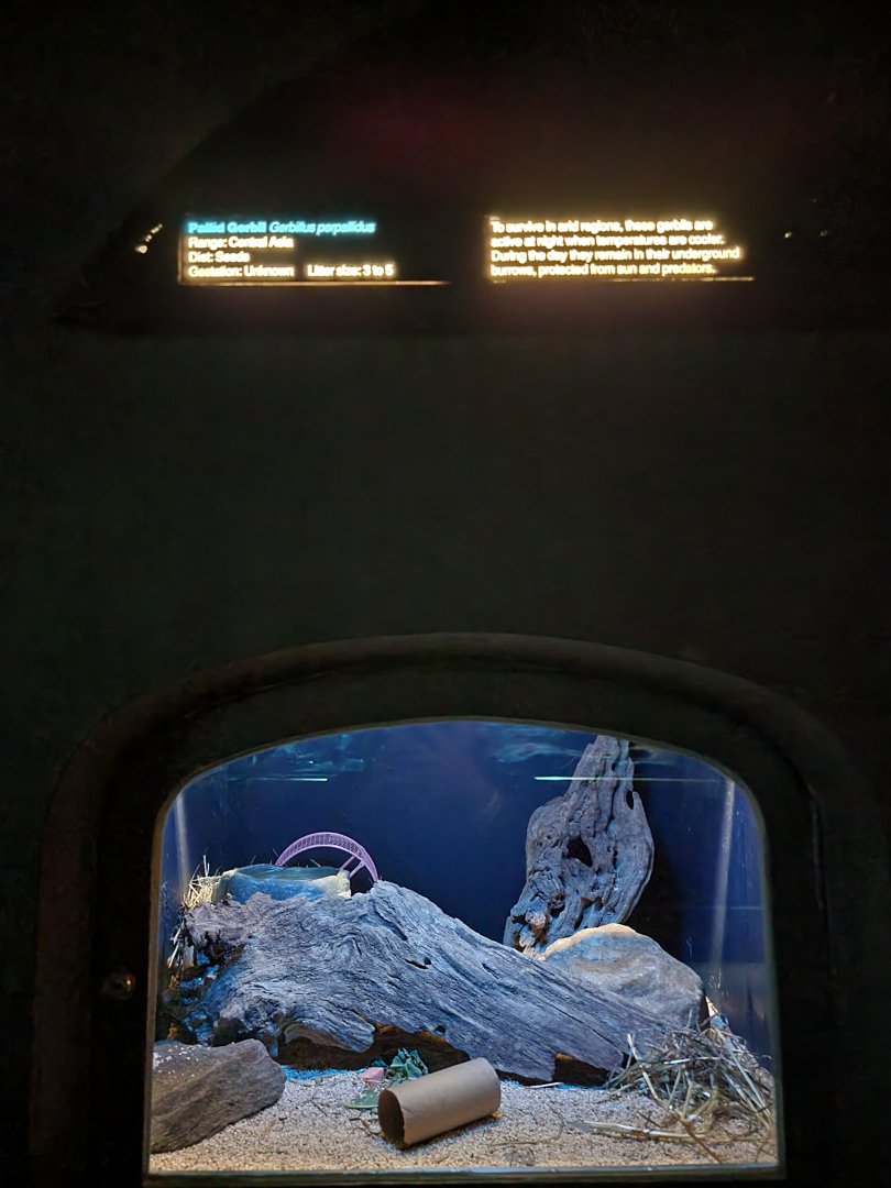 Bronx - Mouse House - Pallid Gerbil