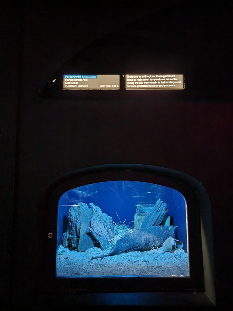 Bronx - Mouse House - Pallid Gerbil