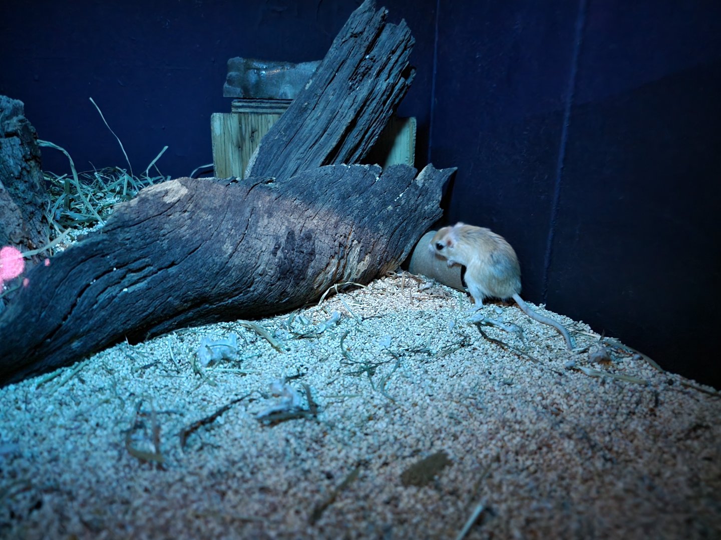 Bronx - Mouse House - Pallid Gerbil