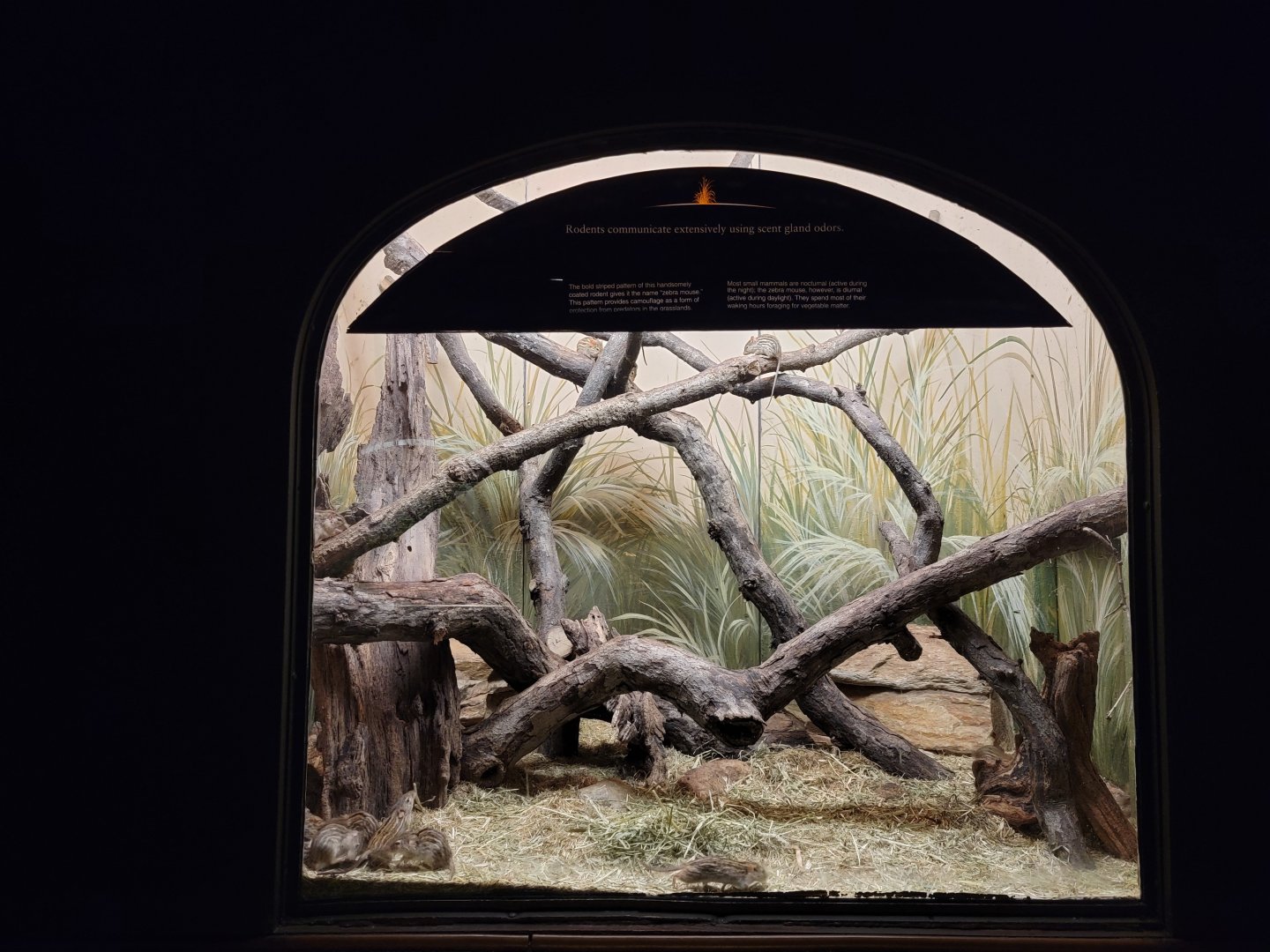 Bronx - Mouse House - Striped mice