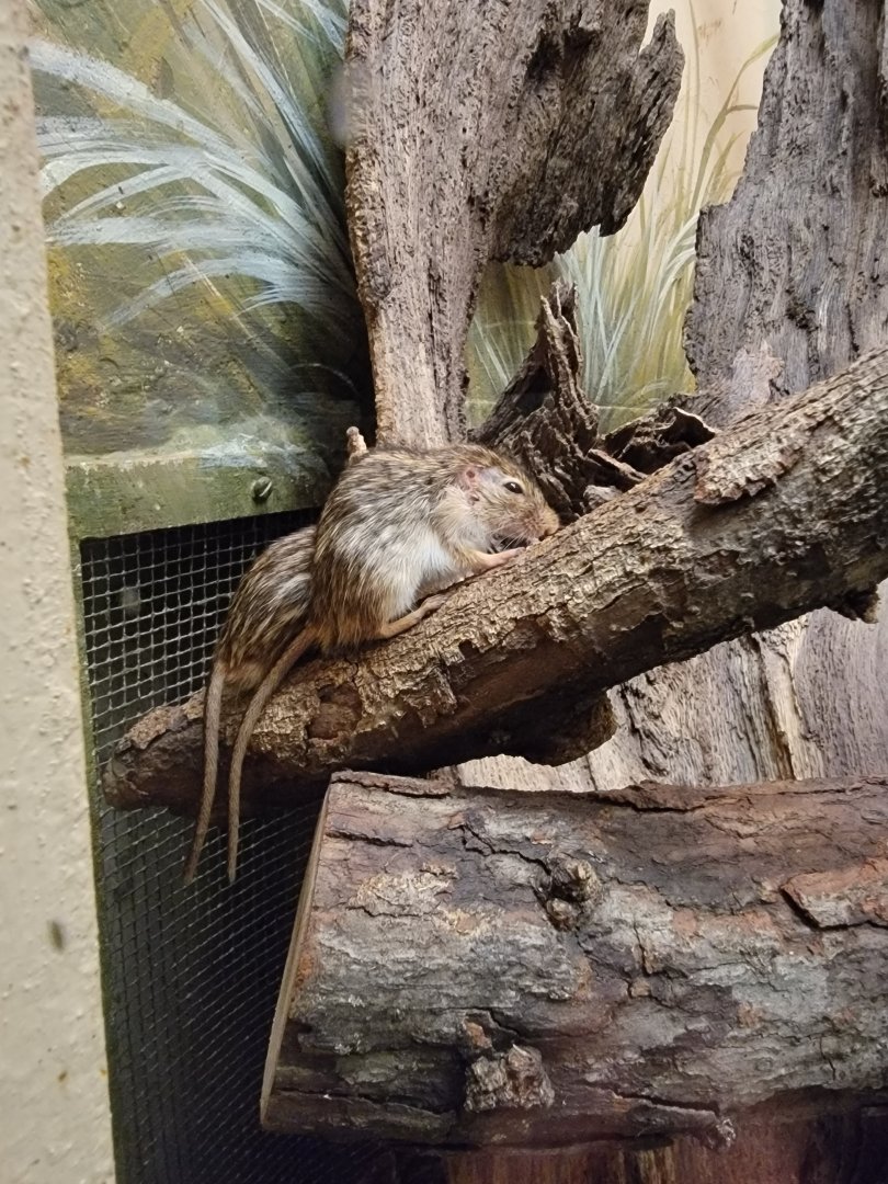 Bronx - Mouse House - Striped Mice