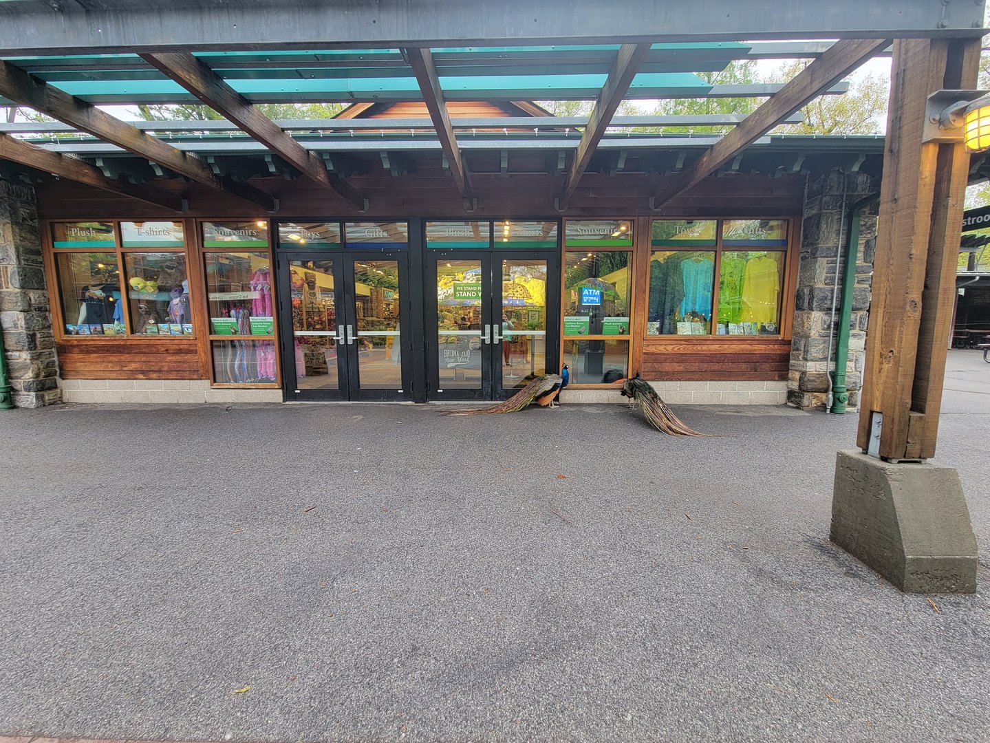 Bronx - Peacocks waiting for the gift shop to open :)
